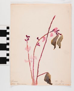 Aquarel op papier van roze bloemen met bruine stelen
